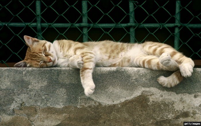 “길고양이 공원에 목매달아 죽인 범인을 찾습니다”