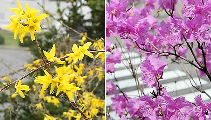 “개나리·진달래, 서울 3월 27일 활짝 핀다”