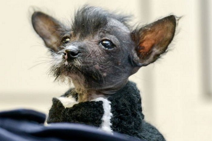 병걸려 버려진 ‘멍멍이’에게 양말로 옷 만들어 준 여성