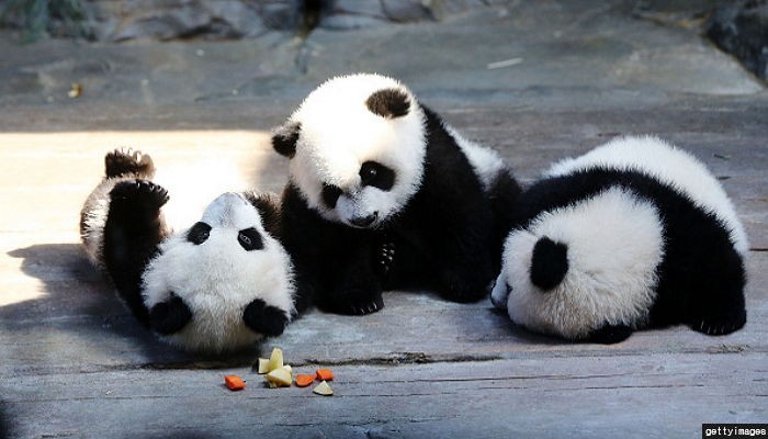 중국 ‘판다’ 22년 만에 한국 온다…4월 일반에 공개