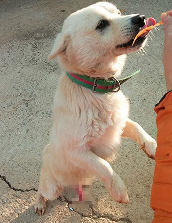 “교미 중 매맞아 생식기 빠진 ‘삼식이’를 도와주세요”