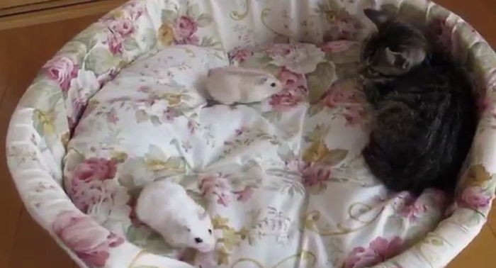 꼬마 햄스터 보고 벌벌 떠는 아기 고양이 (영상)