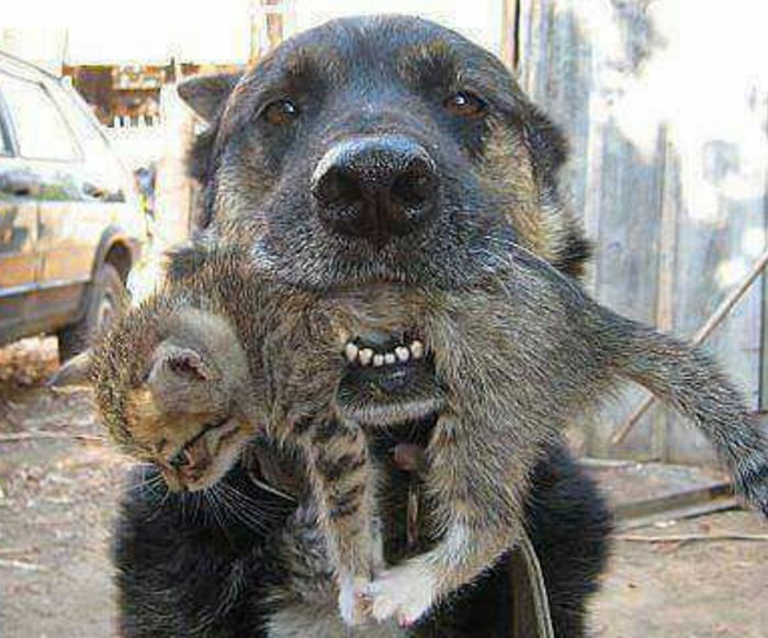 불길에 휩싸인 집에서 아기 고양이 구해낸 강아지