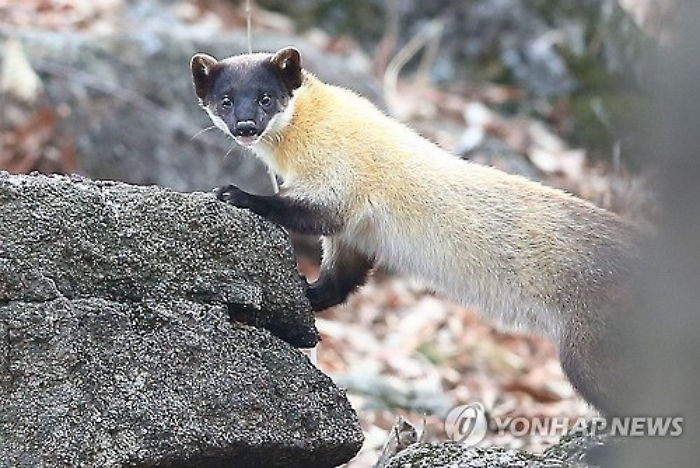 지리산서 포착된 멸종위기종 2급 ‘담비’ (사진 3장)