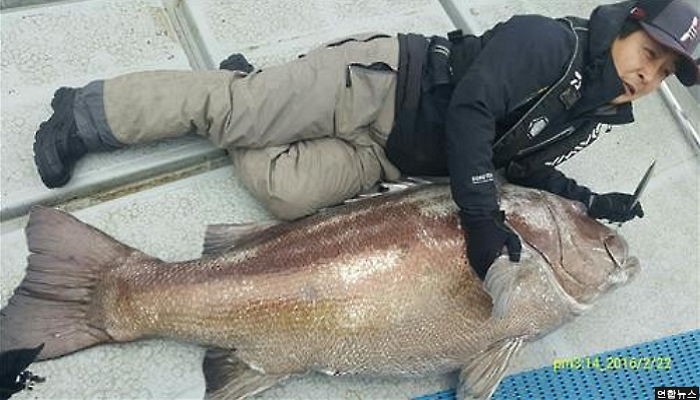 완도에서 잡힌 120kg ‘전설의 돗돔’