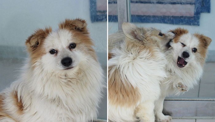 “‘삼시세끼’ 밍키의 아들 사피가 가족을 찾아요”