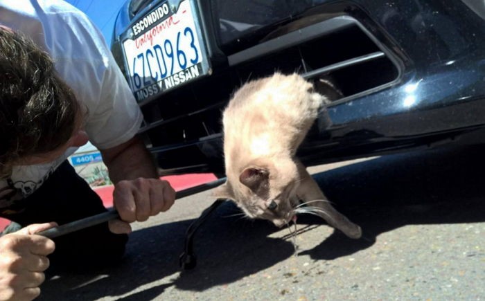자동차 범퍼에 끼인 채 12km 끌려간 고양이