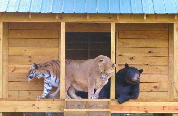 “우리는 모두 친구” 사자·곰·호랑이의 특별한 우정