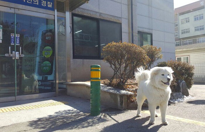 옥구지구대 귀요미 ‘옥도리’ 폭풍성장한 근황 (사진)