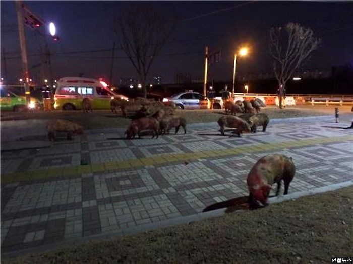 트럭 타고 가다가 거리로 쏟아진 30마리의 돼지들