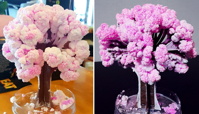 12시간 만에 책상 위에서 키우는 벚꽃나무