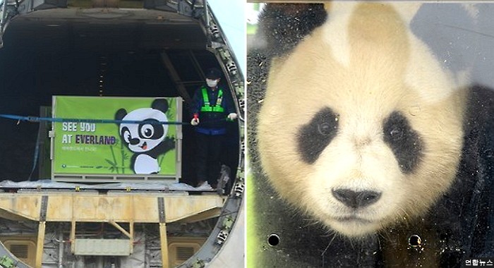 중국서 특별기 타고와 인천 도착한 판다 (사진 10장)