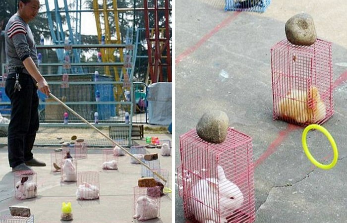 학대 논란 일으킨 대륙 놀이공원의 ‘동물 뽑기’