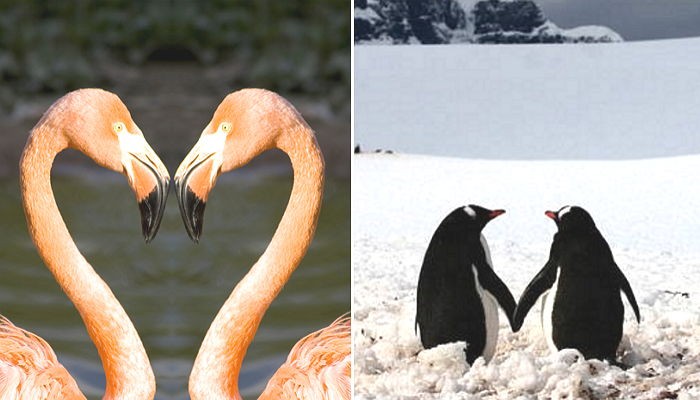 동물들의 신기한 ‘애정표현’ 방법 6가지