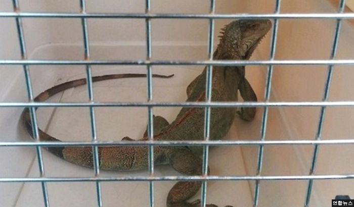“주차장에 커다란 이구아나가 돌아다녀요”