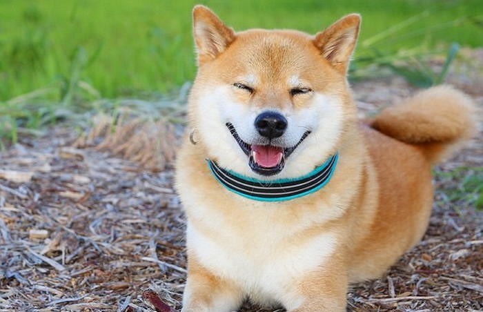 반려견 키우는 사람이라면 꼭 알아야 할 ‘꼬리 언어’ 8