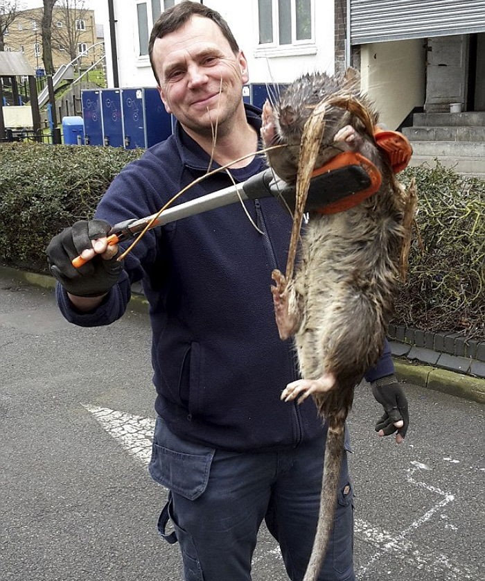 놀이터에서 1.2m 초대형 ‘괴물 쥐’가 발견됐다