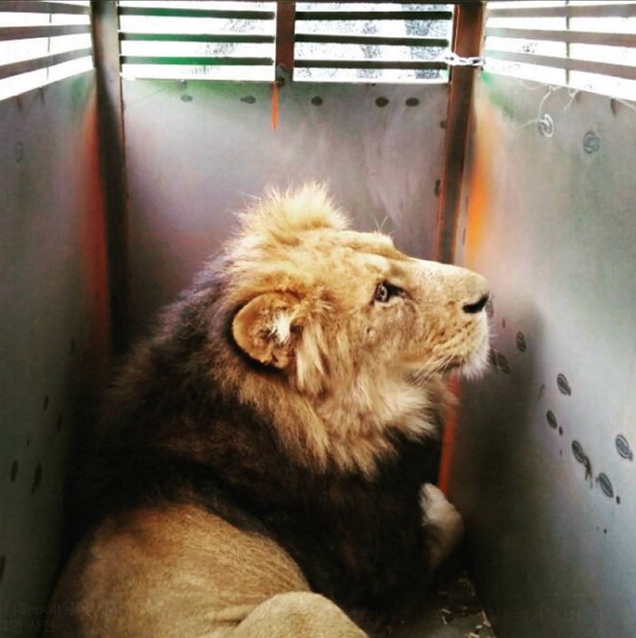 두바이로 이사 가는 서울대공원 사자들 (사진 5장)