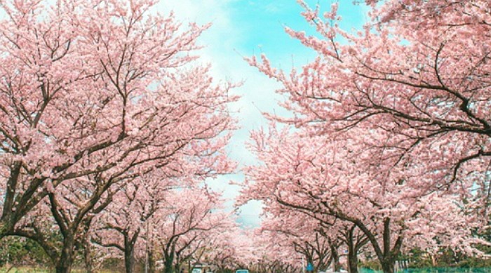 올해 ‘벚꽃’ 20일 제주, 24일 부산서 꽃망울 터뜨린다