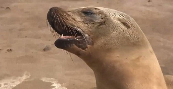 죽은 새끼 곁에서 어미 바다사자는 눈물을 흘렸다 (영상)