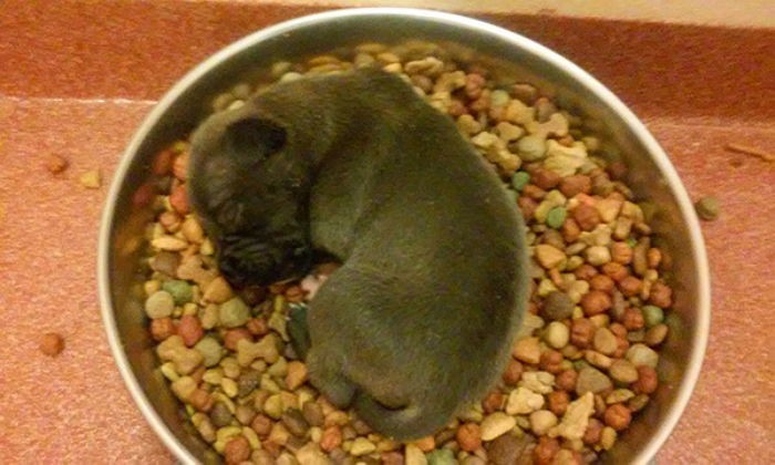 밥 먹다 밥그릇 안에서 잠든 아기 강아지