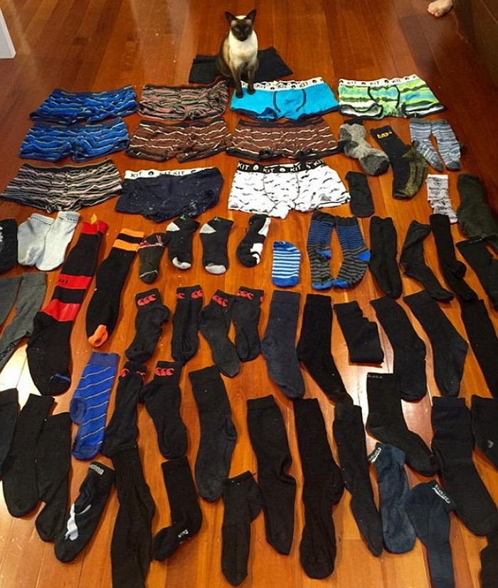 “우리 집 고양이가 밤마다 남자 속옷을 훔쳐와요”