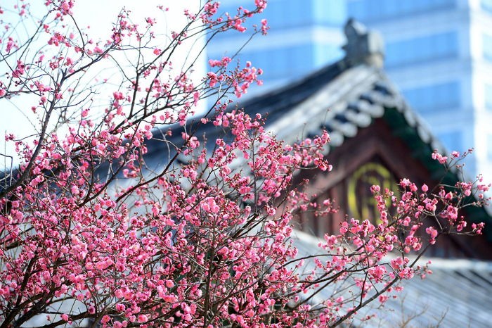 형형색색 봄꽃으로 물든 봉은사 사진 4장