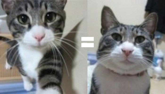 셀카 찍을 때 ‘각도의 중요성’을 보여주는 사진 한 장