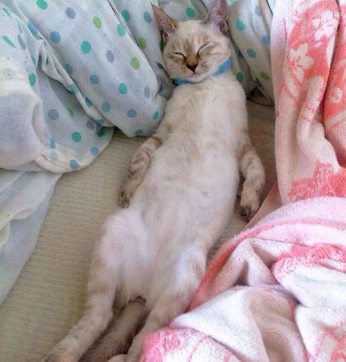 길가던 여성을 자신의 집사로 찜한 아기 고양이