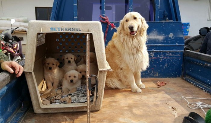 엄마가 ‘진돗개’라고 버림 받은 아기 ‘리트리버’들