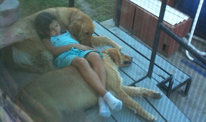 낮잠 자는 동생 위해 ‘전용 침대’ 되어준 골든 리트리버