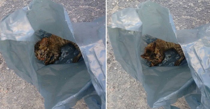 “비닐봉지에 담겨 버려진 아기 고양이가 울고 있어요”