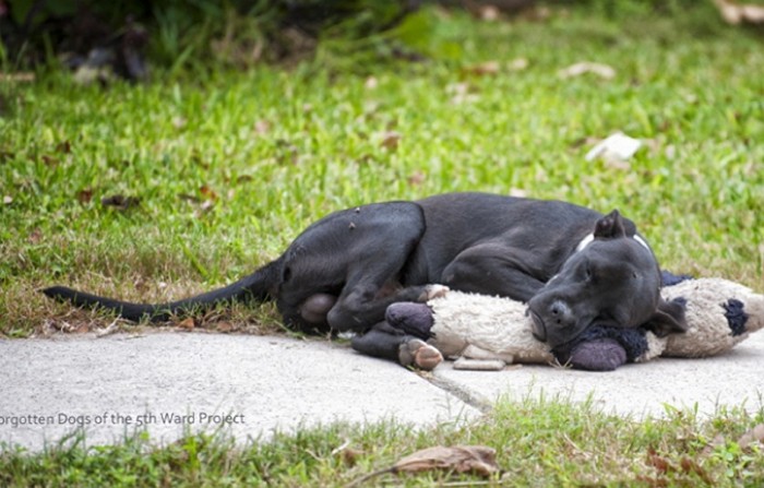 주인이 그리운 유기견은 인형을 끌어안고 잠을 잤다