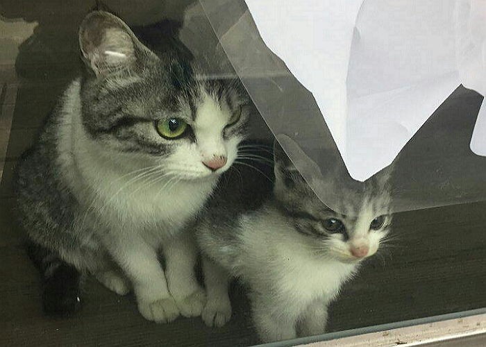 편의점 염탐 중인 길고양이 모녀