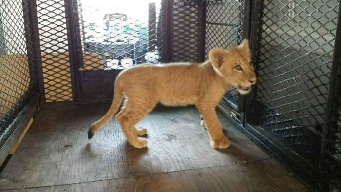 “아이 추워” 이불 없이는 잠들지 못하는 사자의 비밀