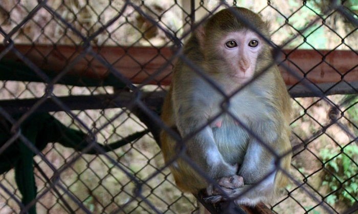 “이 원숭이는 7년간 좁은 철창 안에 갇혀 있었다”