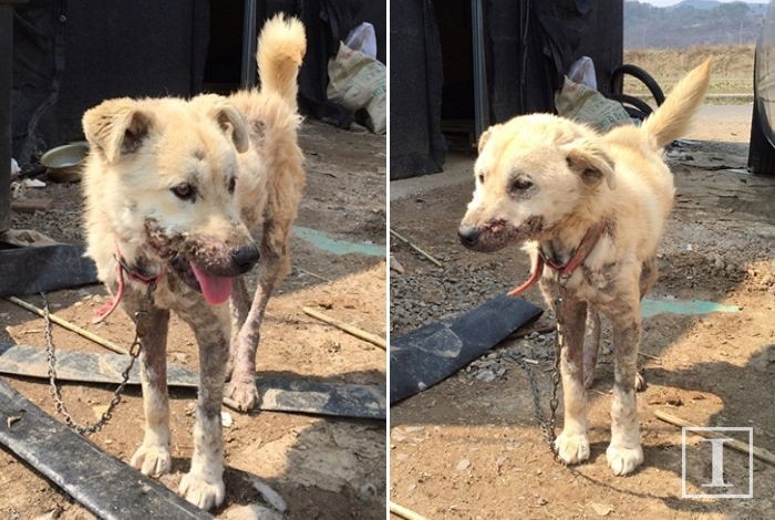 화상 2도에 가까운 피부병 앓은 채 방치된 반려견 산이