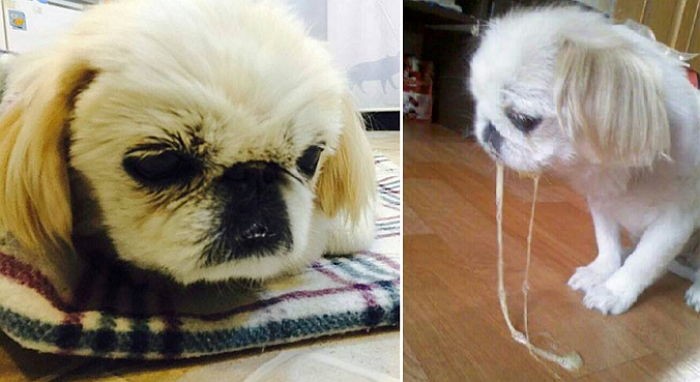 “막걸리 학대 강아지, 8개월 만에 결국 세상 떠났다”