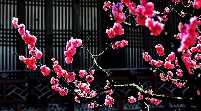 “이번 주말 창덕궁으로 봄나들이 가세요” (사진)