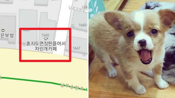 이름 하나로 전국에서 뜬 신림동 애견 카페