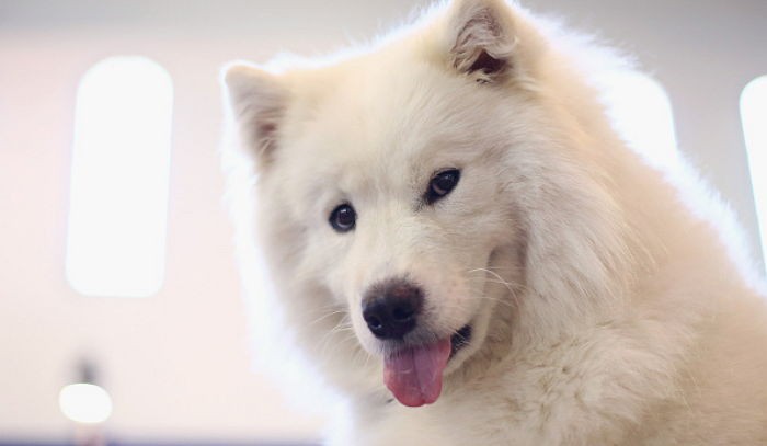 강아지를 ‘좋아하기만 하는 사람’ vs ‘키우는 사람’