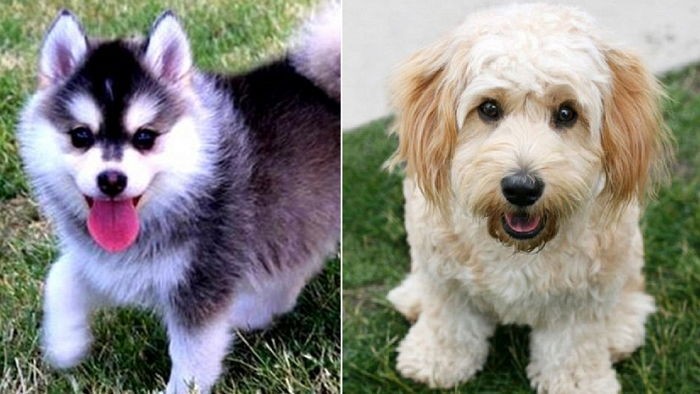 엄마와 아빠 종이 달라 더욱 사랑스러운 믹스견들