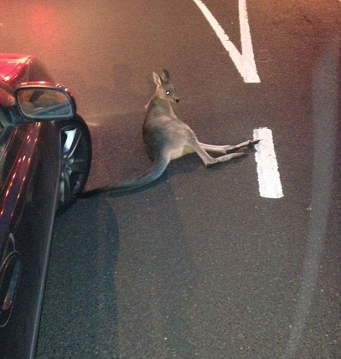 교통사고 당해 누운 ‘엄마’ 캥거루 쏴죽인 경찰관