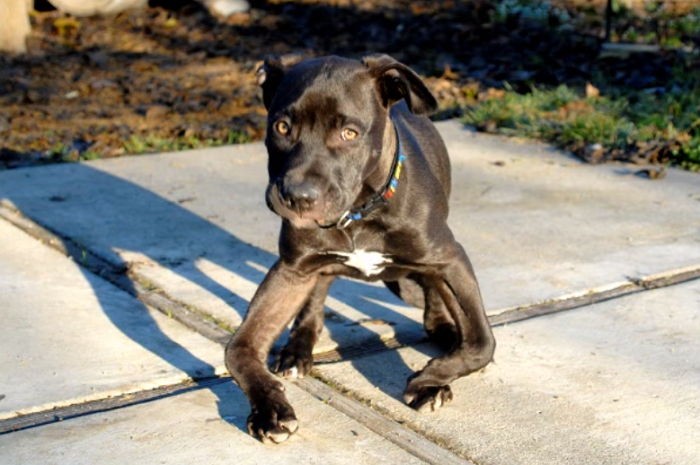 휘어진 앞다리 때문에 버려졌던 강아지의 근황