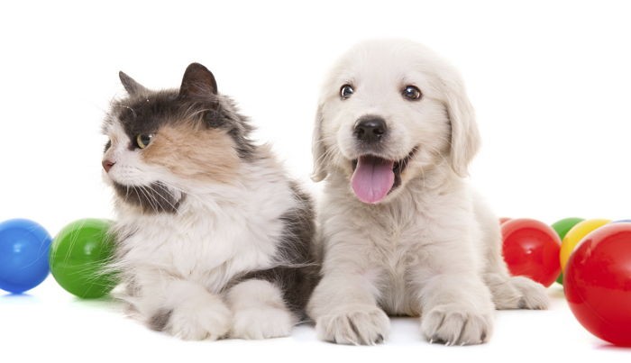 주인을 대하는 강아지와 고양이의 서로 다른 방법 8가지