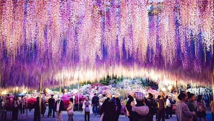 “사랑에 취하다”라는 꽃말을 가진 꽃 (사진 6장)