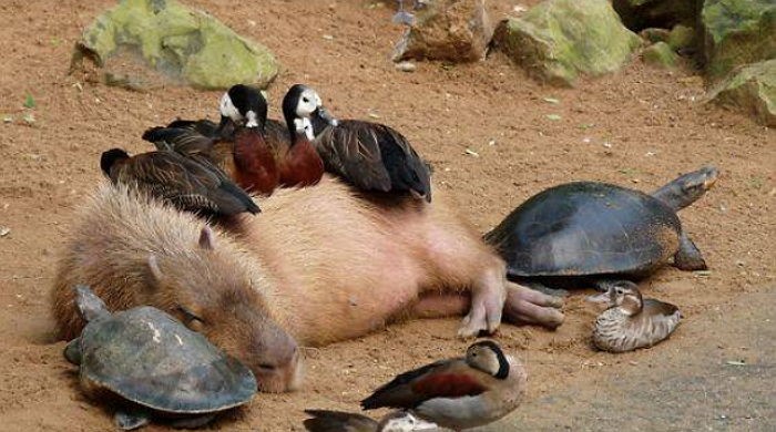 세상에서 가장 온순한 천사동물 ‘카피바라’의 사교성