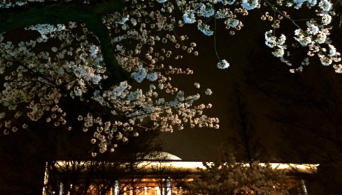 ‘여의도 봄꽃축제’ 버스 새벽 1시 20분까지 연장 운행