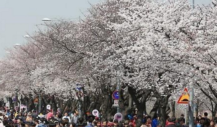 오늘 밤, 봄 벚꽃 떨어뜨리는 ‘많은 비’ 내린다