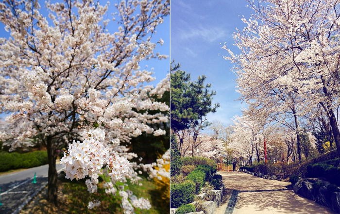 비온 뒤 몽글몽글해진 서울의 분홍빛 ‘벚꽃’ 사진 6장